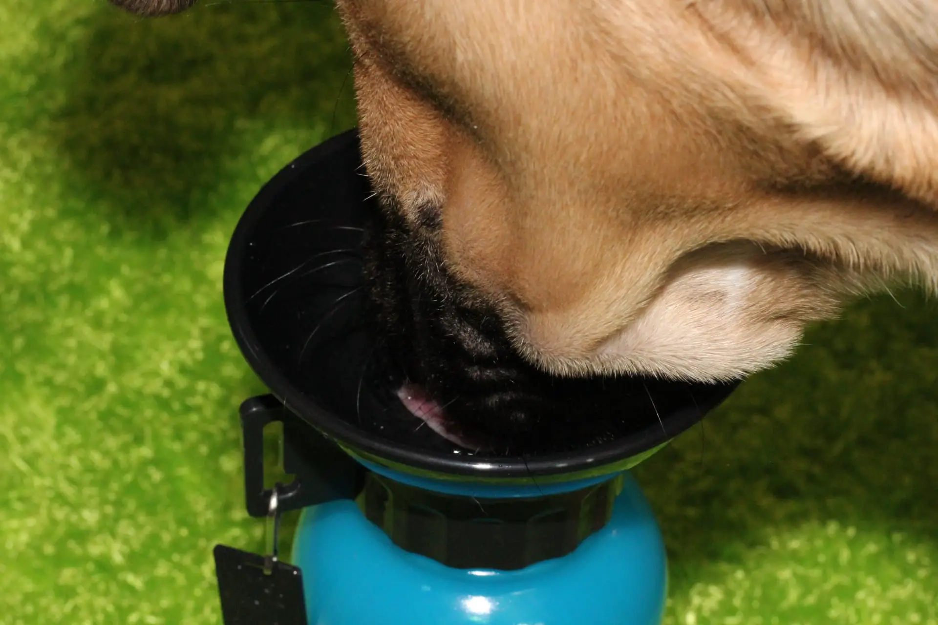 Summer Safety Tips For Dogs & Help Stay Hydrated With Aqua Dog