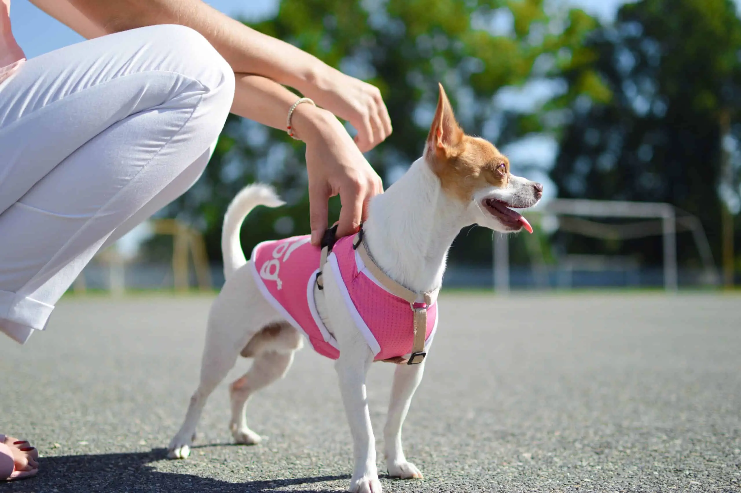 America’s Most Pet-Friendly Companies Revealed