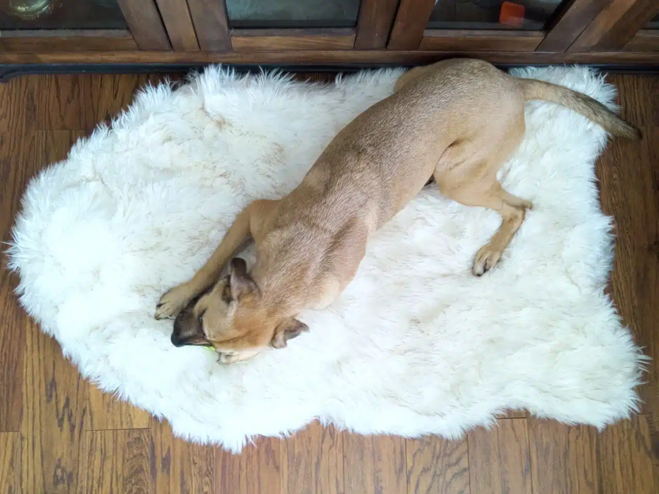 Treat A Dog: PupRug Bed
