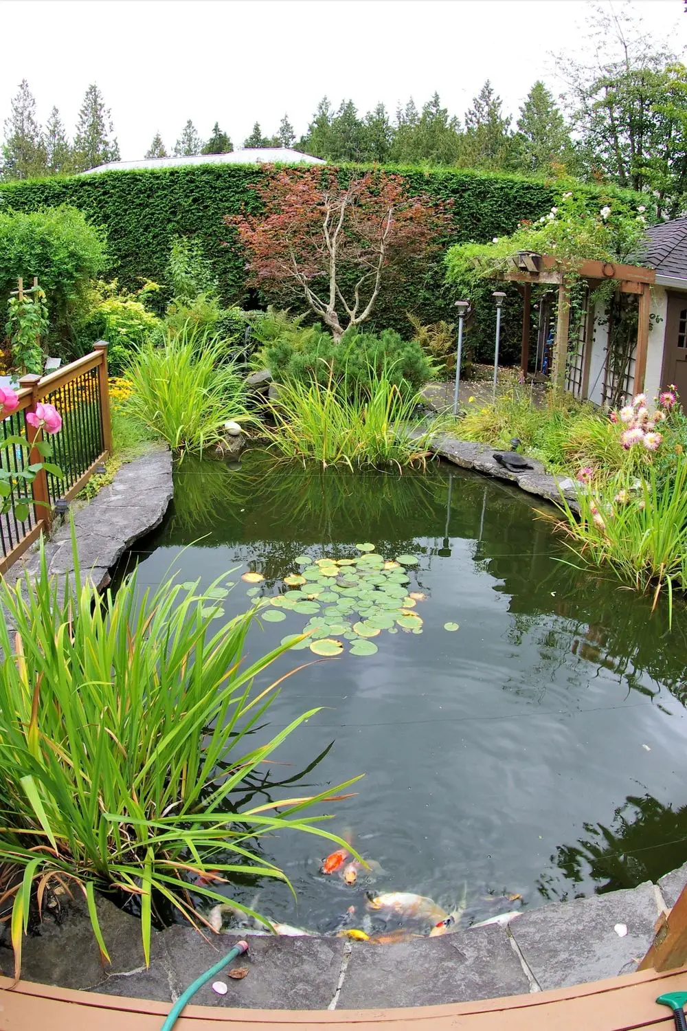 The Benefits of having a garden pond