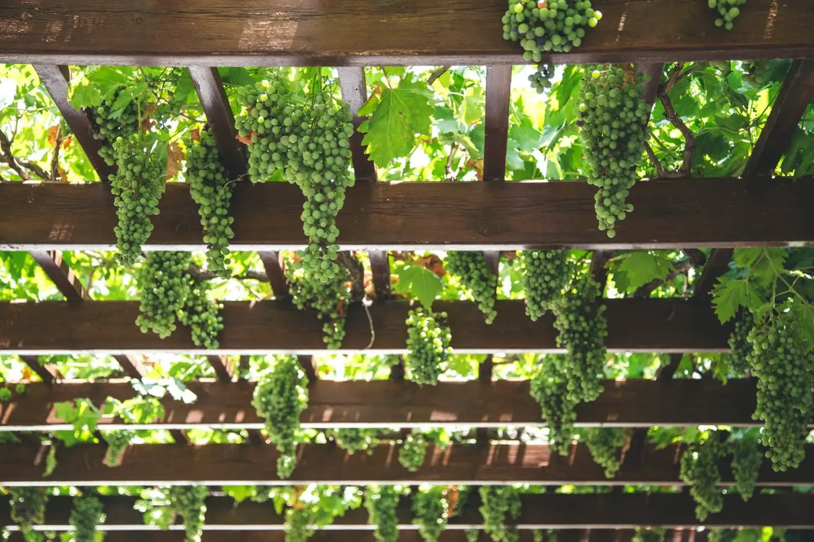 Could a Pergola Be What Your Backyard Needs?