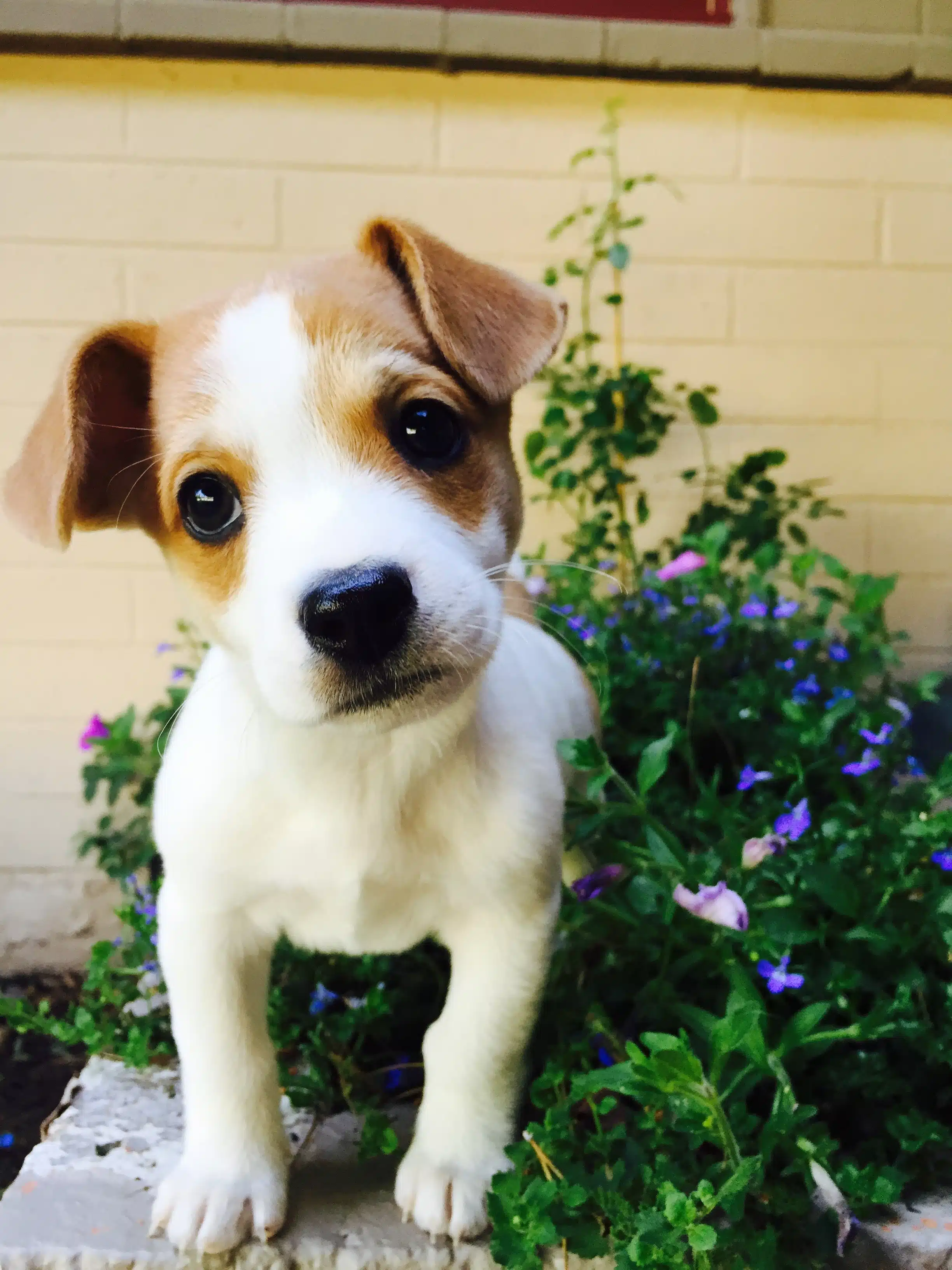 Healthy Living Tips For Your New Pup